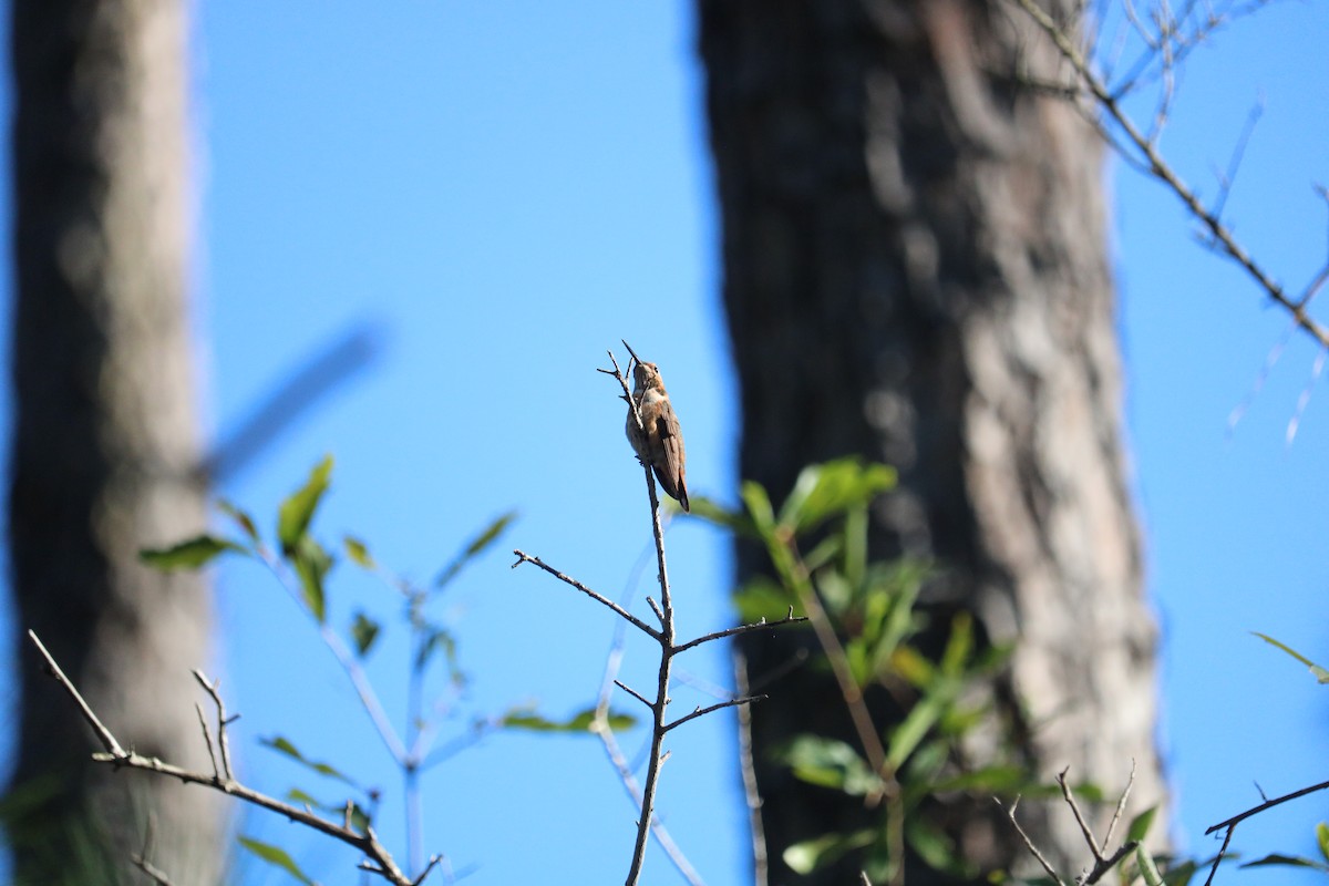 Rufous/Allen's Hummingbird - ML646223222