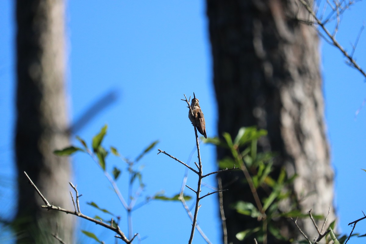 Rufous/Allen's Hummingbird - ML646223223