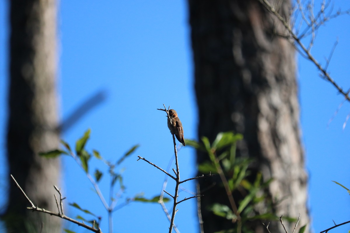 Rufous/Allen's Hummingbird - ML646223224