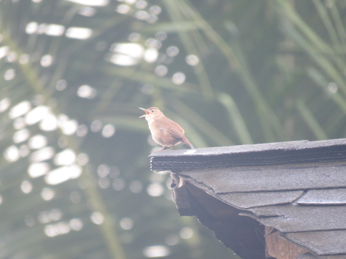 Southern House Wren - ML646223225