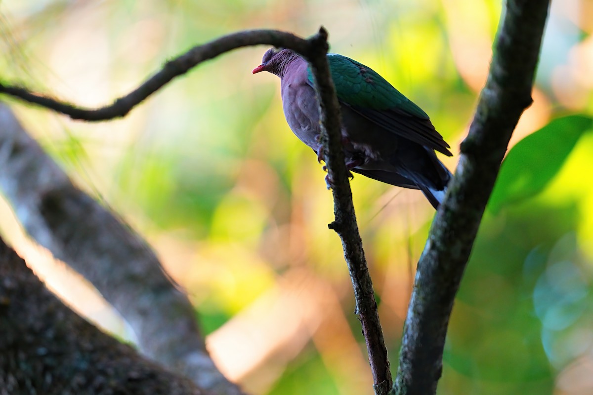 Pacific Emerald Dove - ML646223226