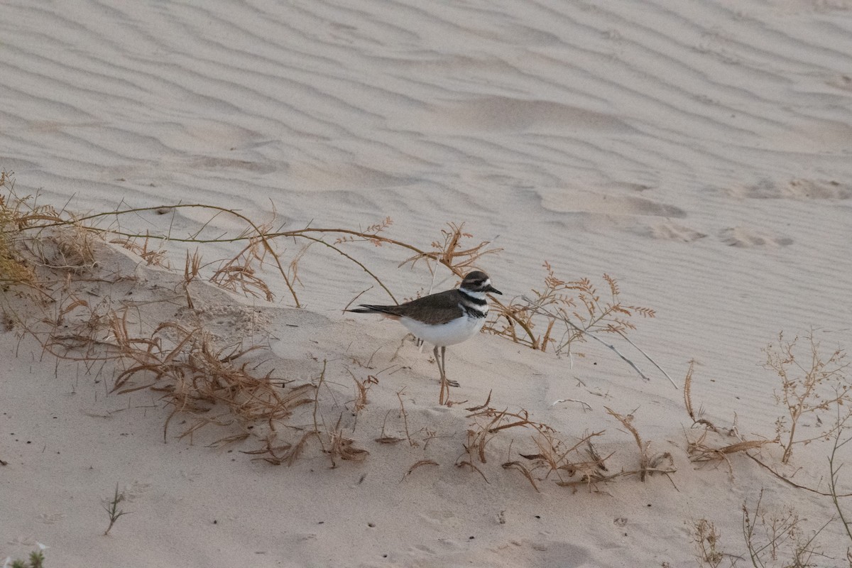 Killdeer - ML646223227