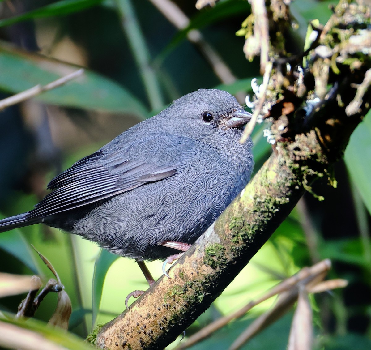 Uniform Finch - ML646223228