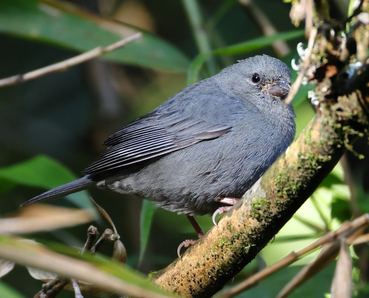 Uniform Finch - ML646223229