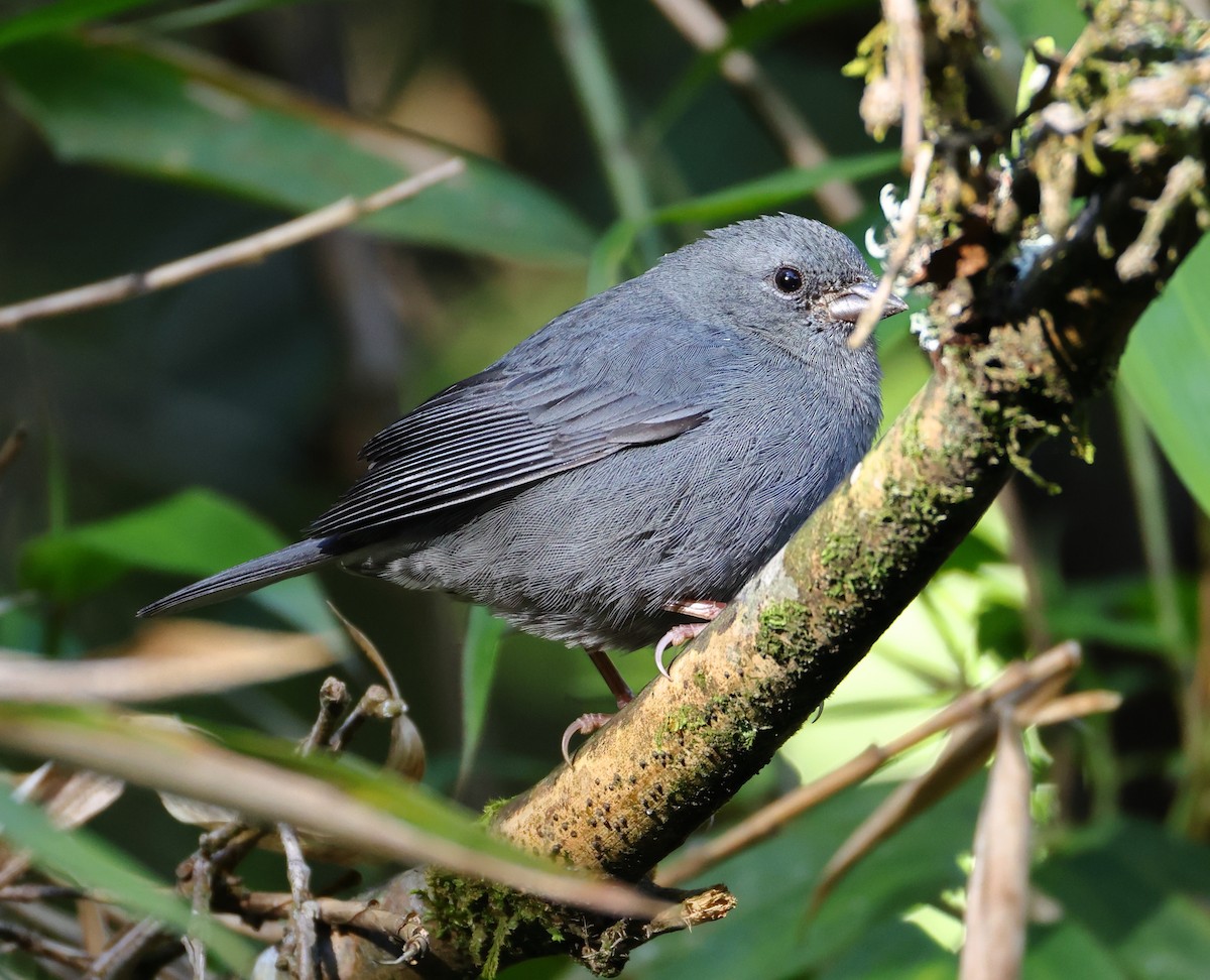 Uniform Finch - ML646223230