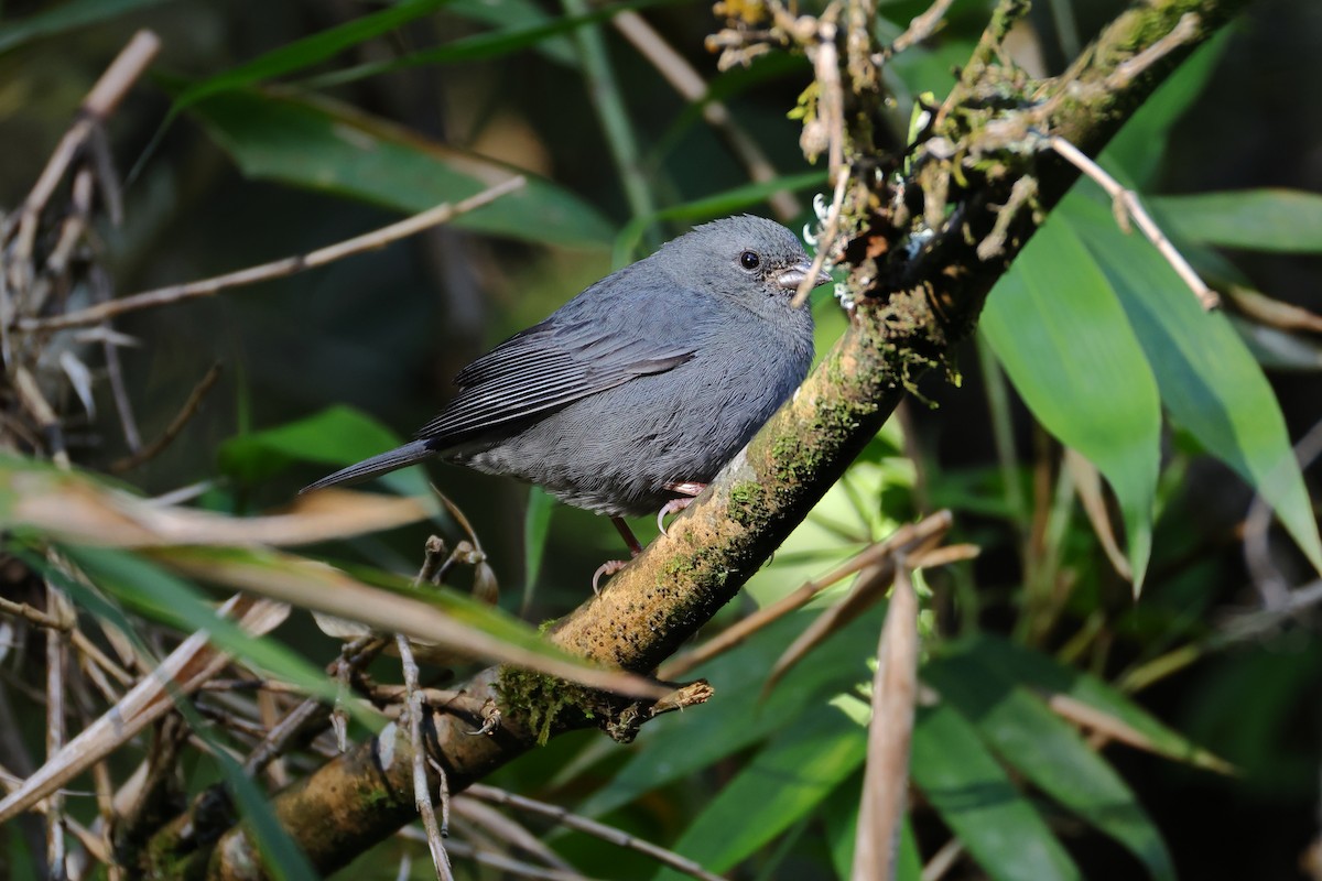 Uniform Finch - ML646223231