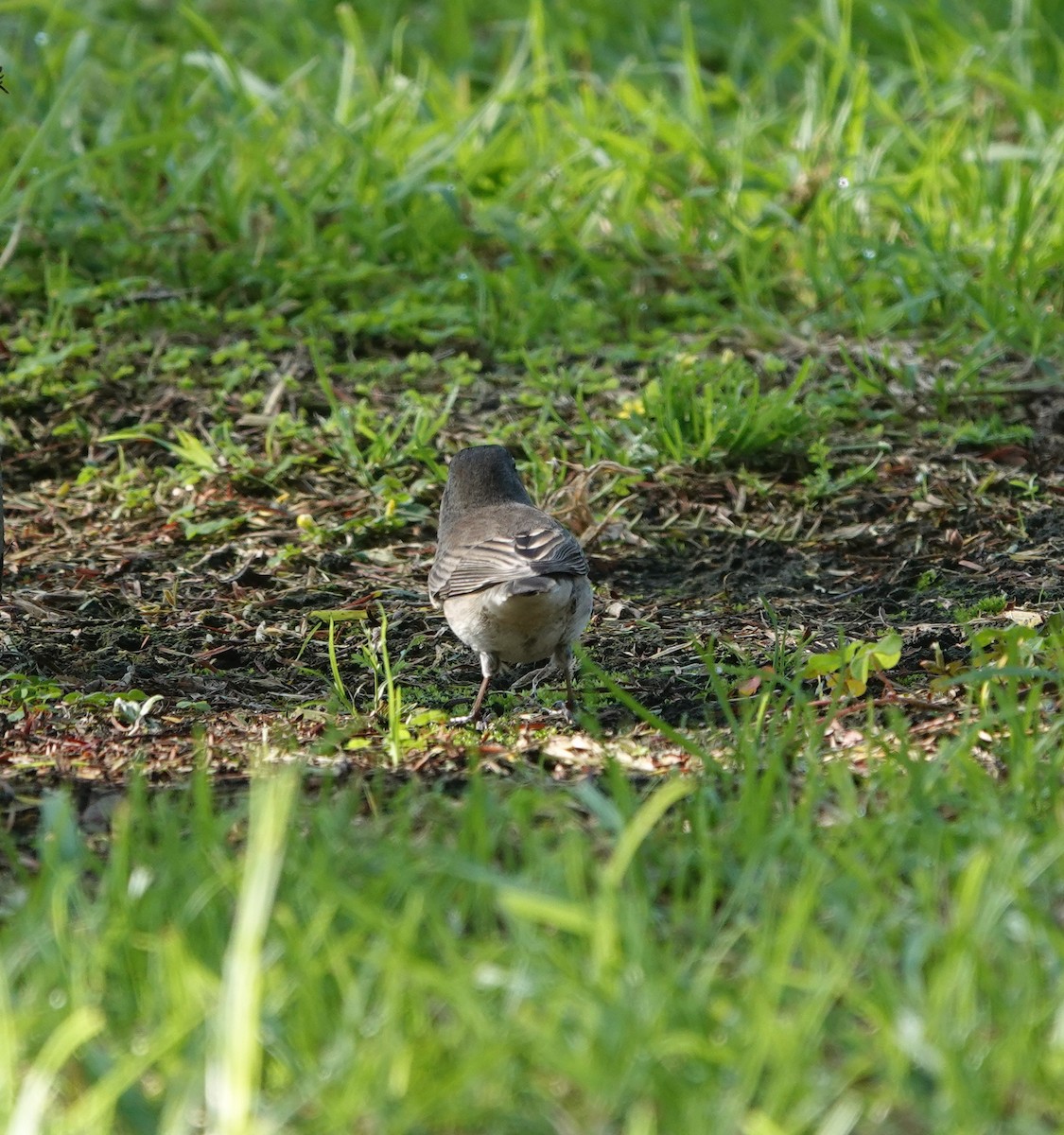 Dark-eyed Junco (Slate-colored) - ML646223232