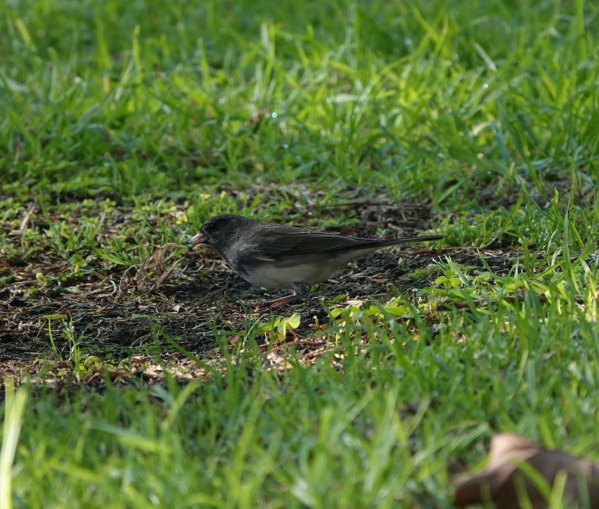 Dark-eyed Junco (Slate-colored) - ML646223233