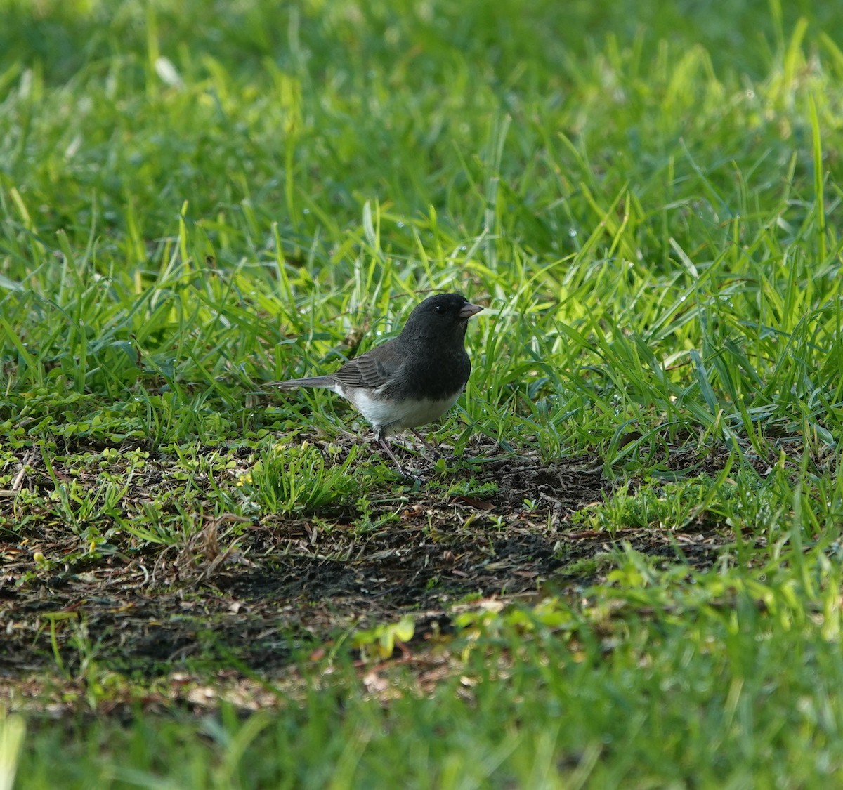 Dark-eyed Junco (Slate-colored) - ML646223234