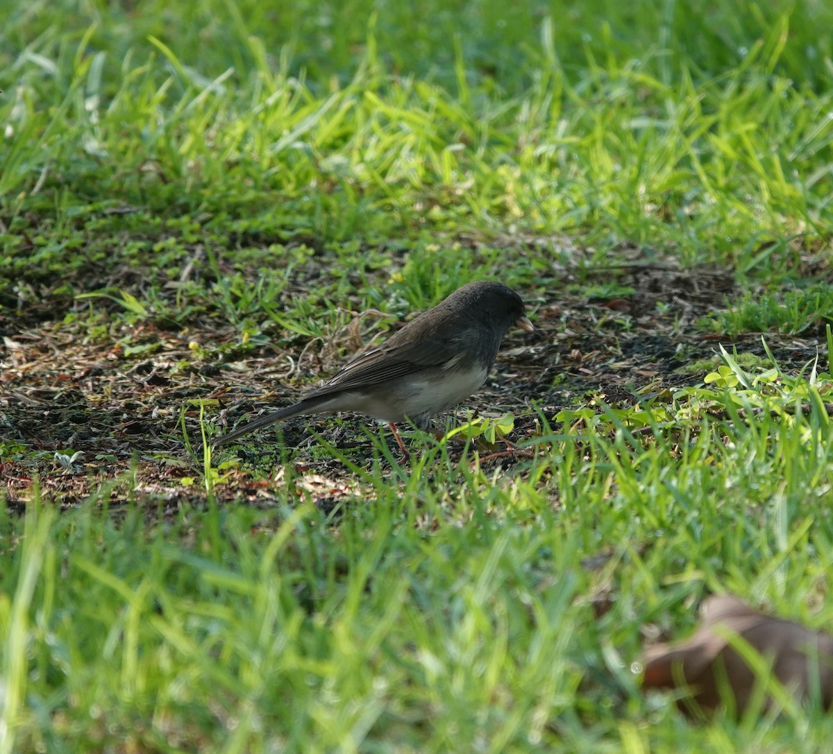 Dark-eyed Junco (Slate-colored) - ML646223235