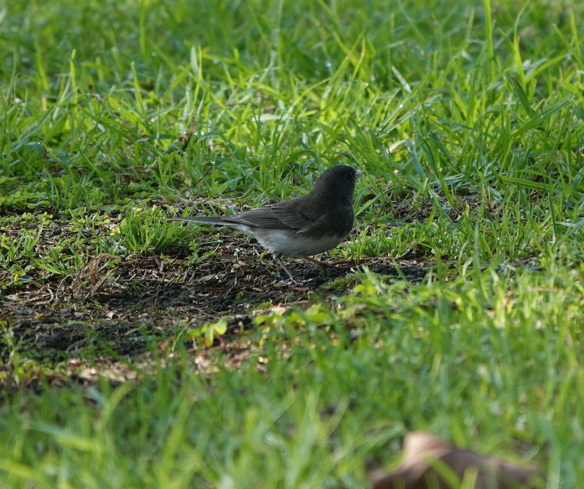 Dark-eyed Junco (Slate-colored) - ML646223236