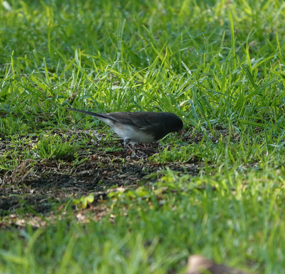 Dark-eyed Junco (Slate-colored) - ML646223237