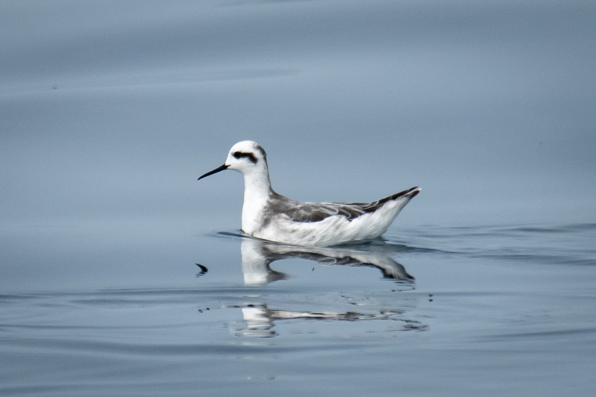 Red-necked Phalarope - ML646223238