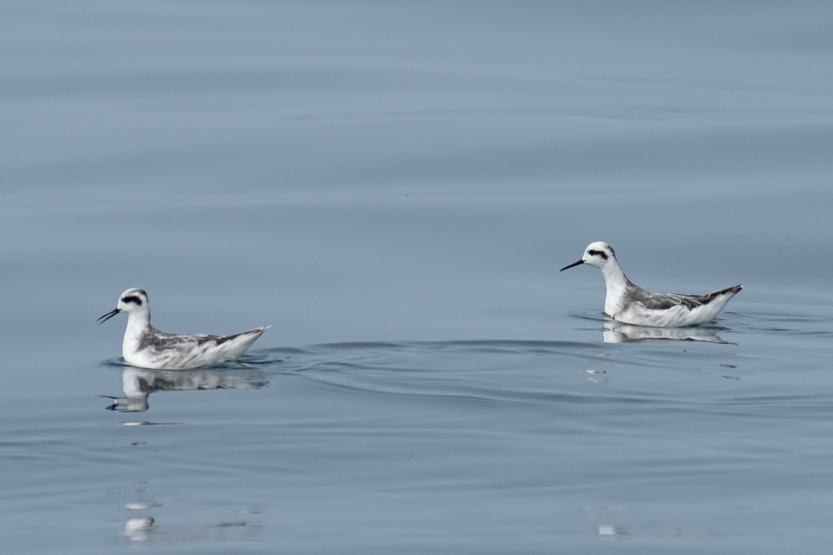Red-necked Phalarope - ML646223239