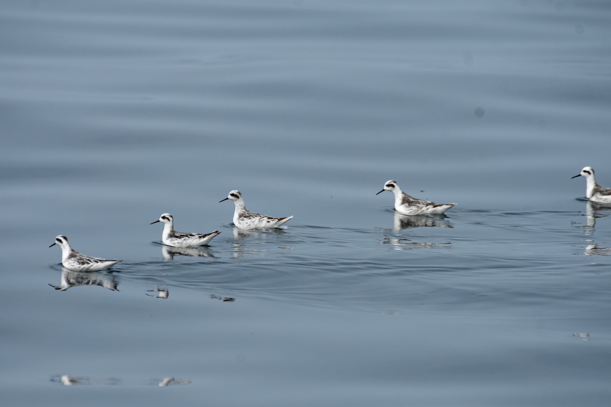 Red-necked Phalarope - ML646223240