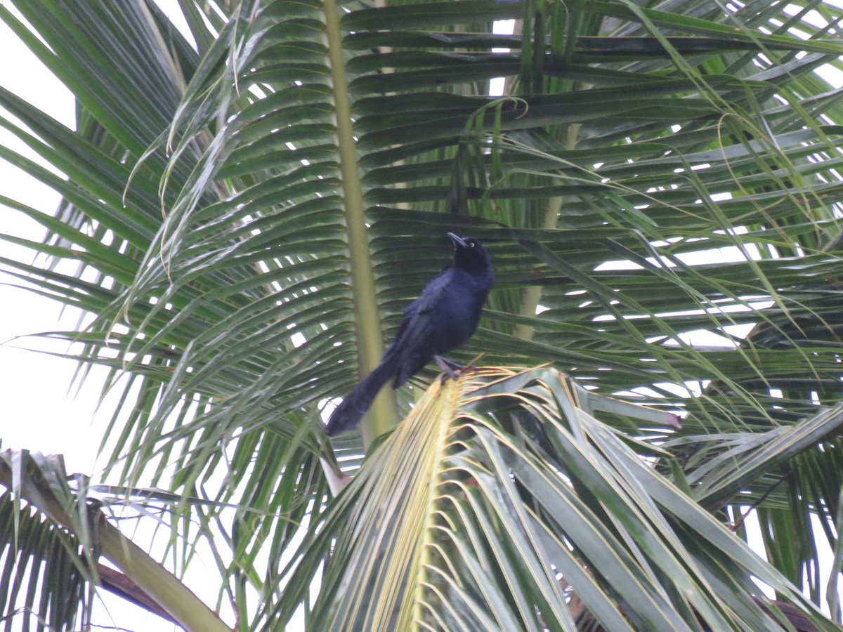 Great-tailed Grackle - ML646223241