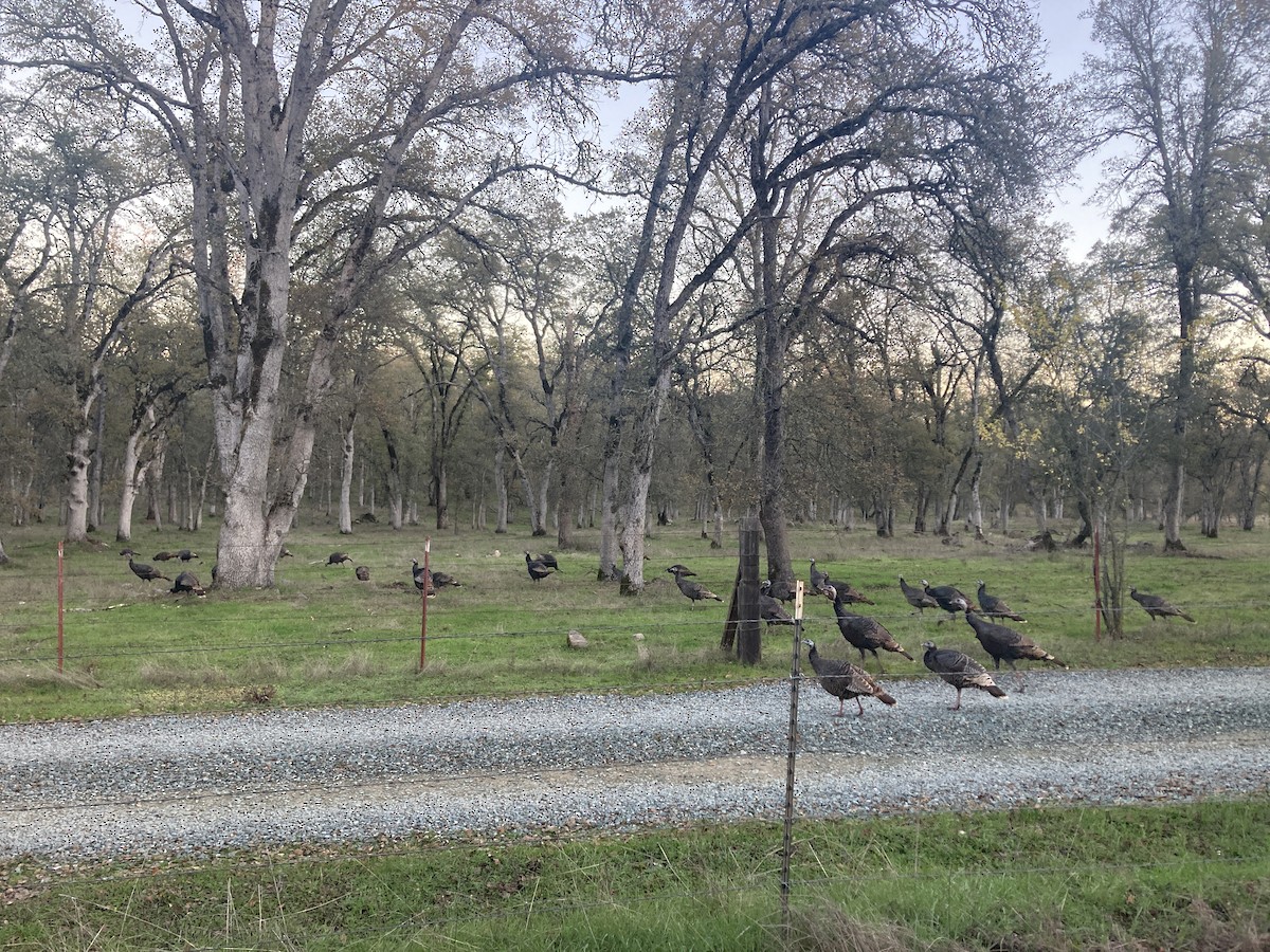 Wild Turkey - ML646223242