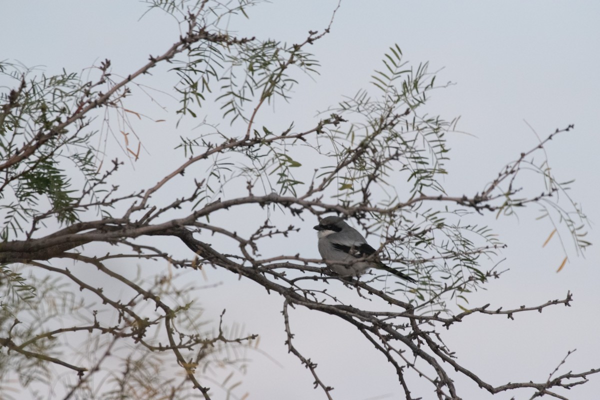 Loggerhead Shrike - ML646223243