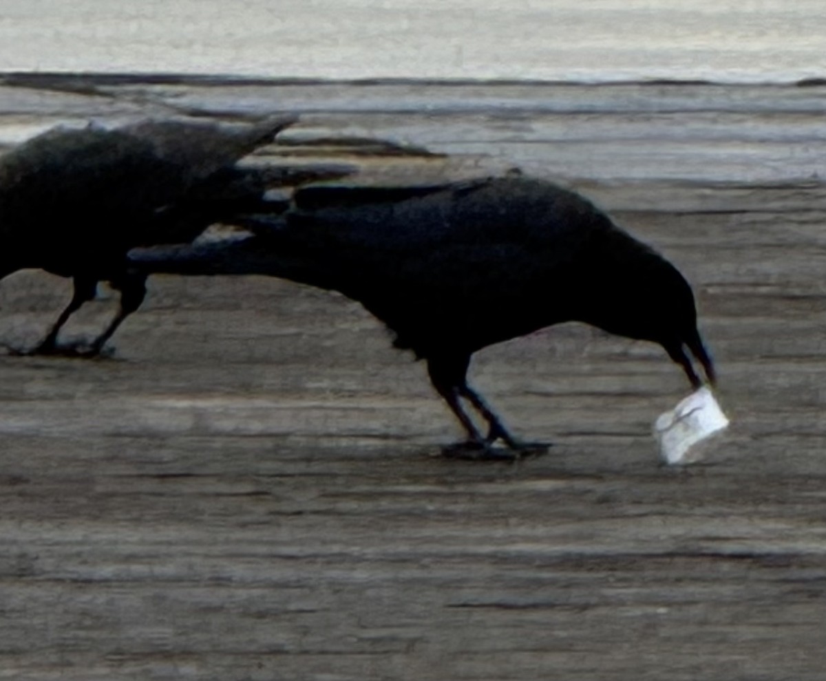 American Crow - ML646223244