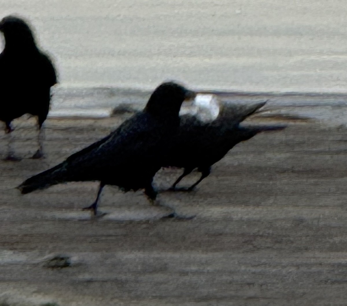 American Crow - ML646223245