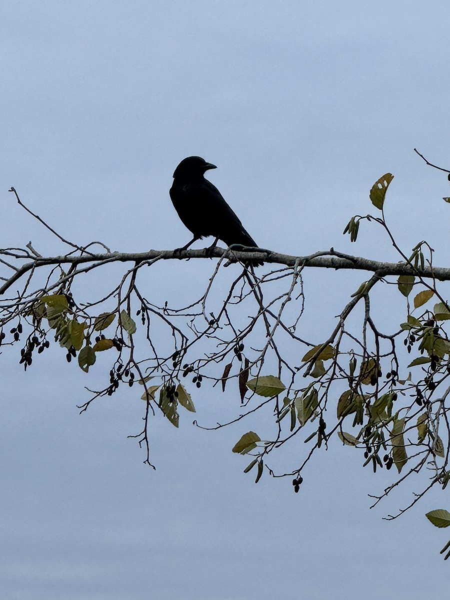 American Crow - ML646223246