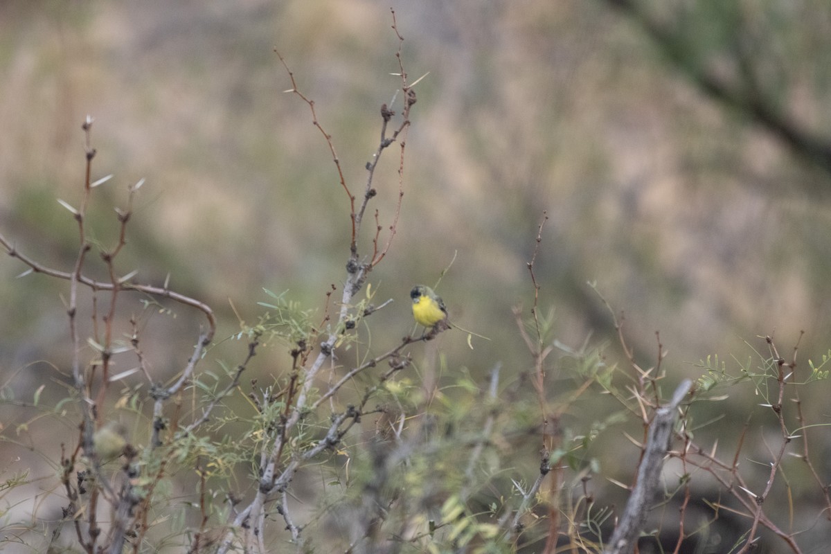Lesser Goldfinch - ML646223248