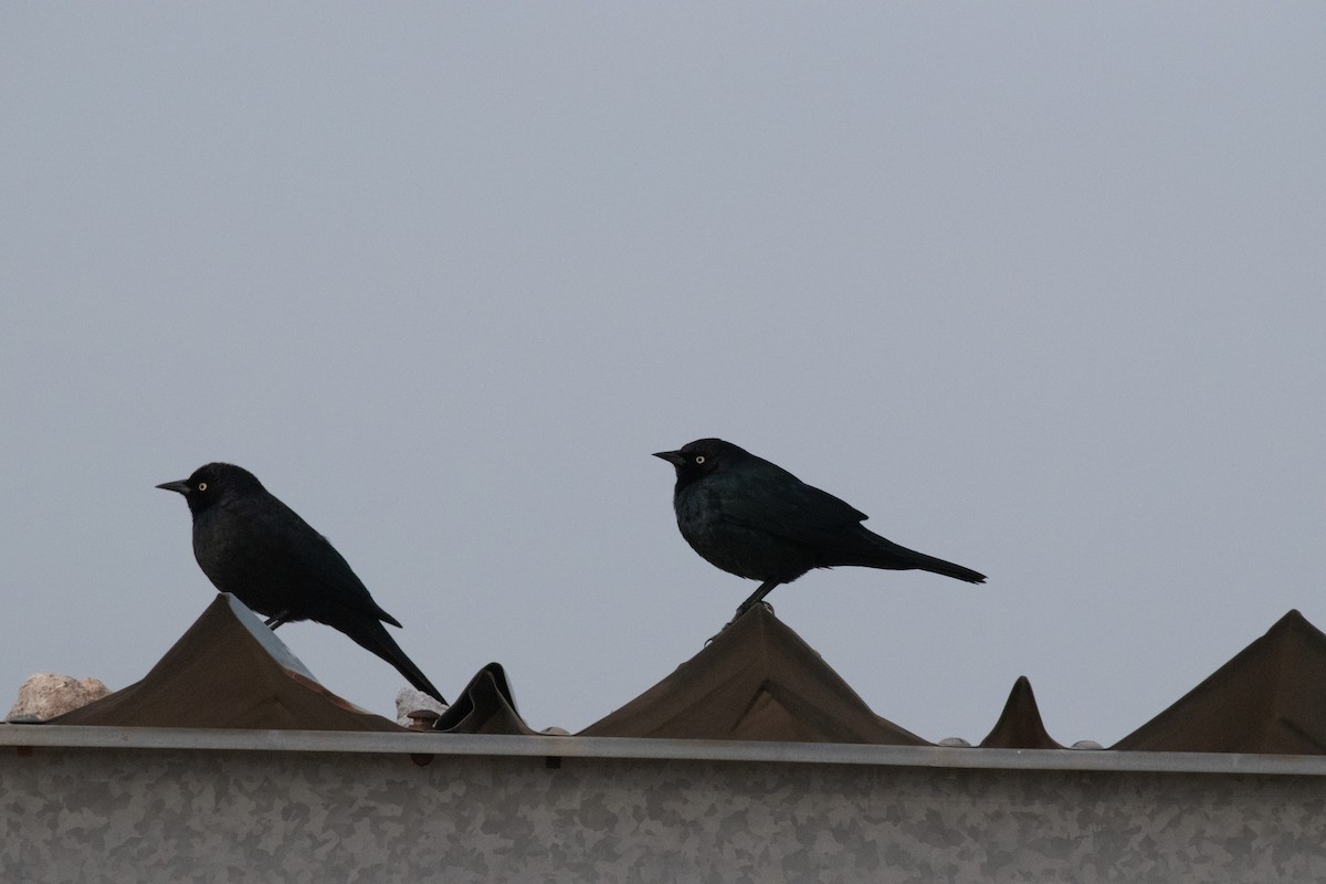 Brewer's Blackbird - ML646223250