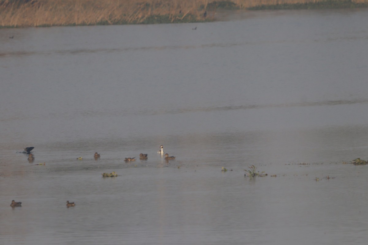 Great Crested Grebe - ML646223251