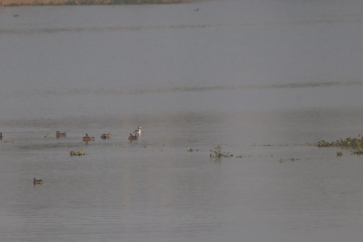 Great Crested Grebe - ML646223252