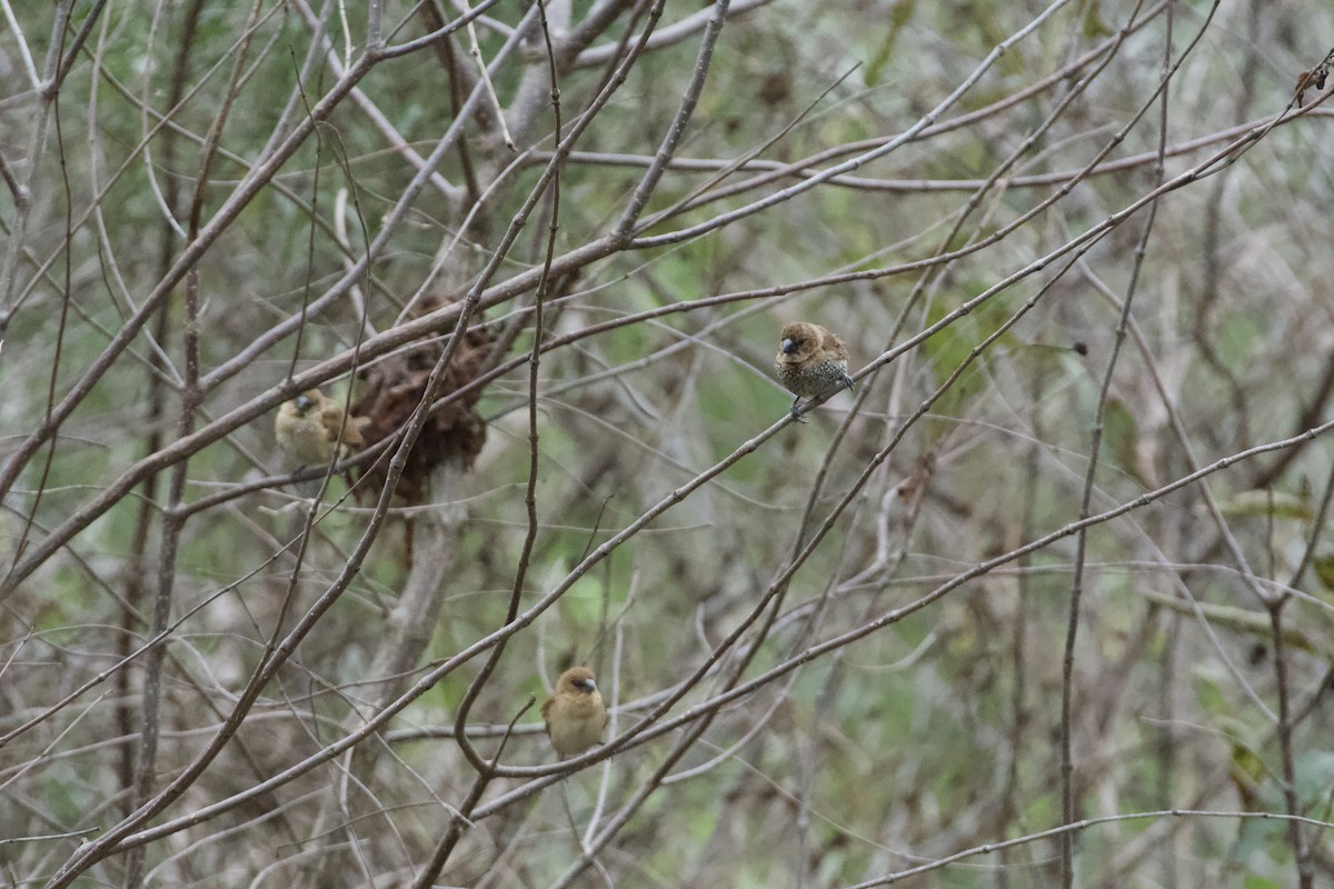 Scaly-breasted Munia - ML646223254
