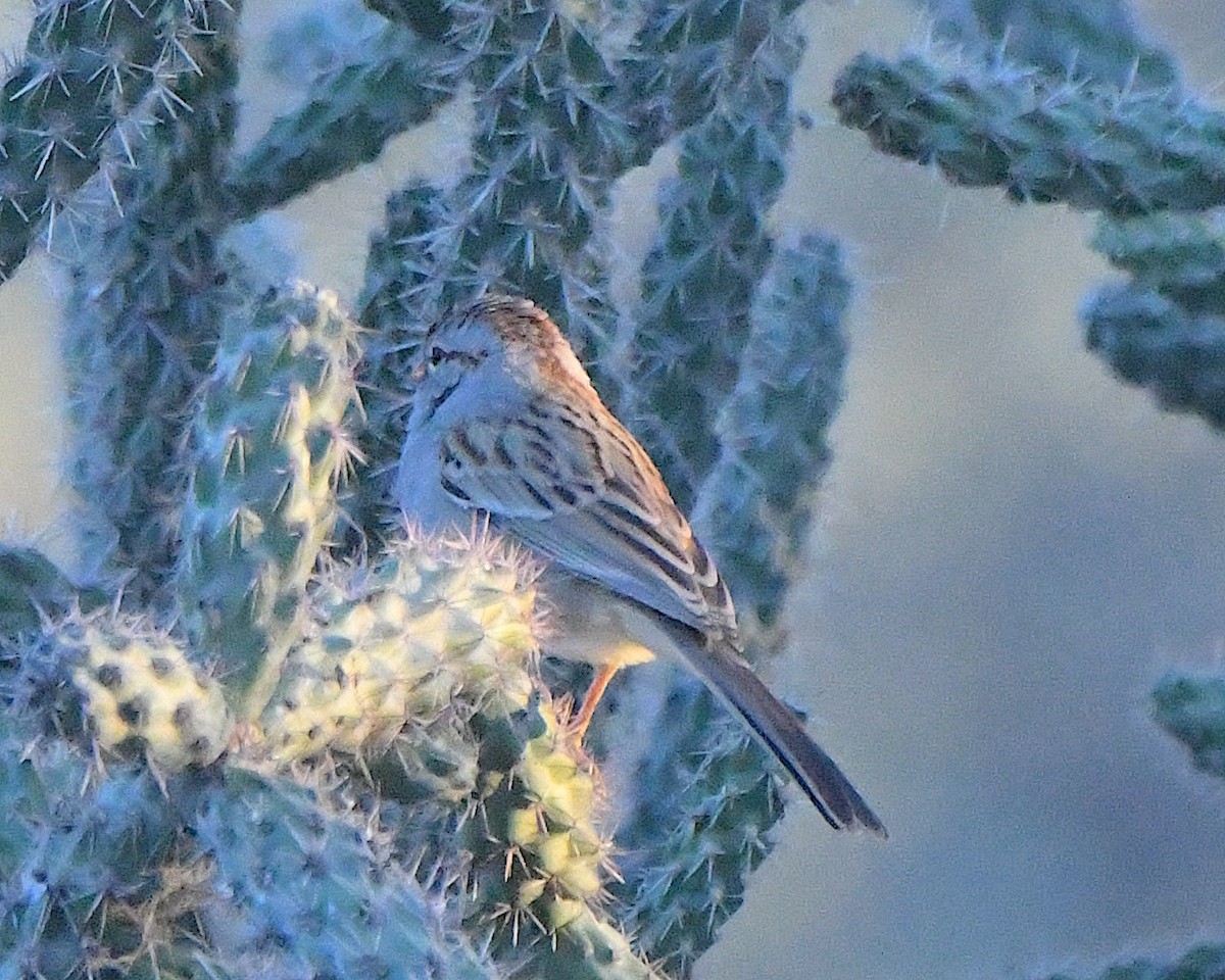 Kızıl Kanatlı Serçe - ML646223257