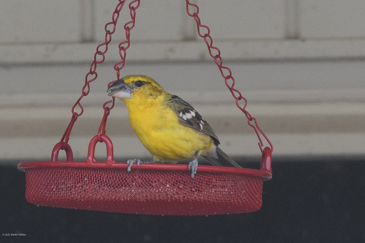 Kuzeyli Sarı Kocabaş - ML646223258