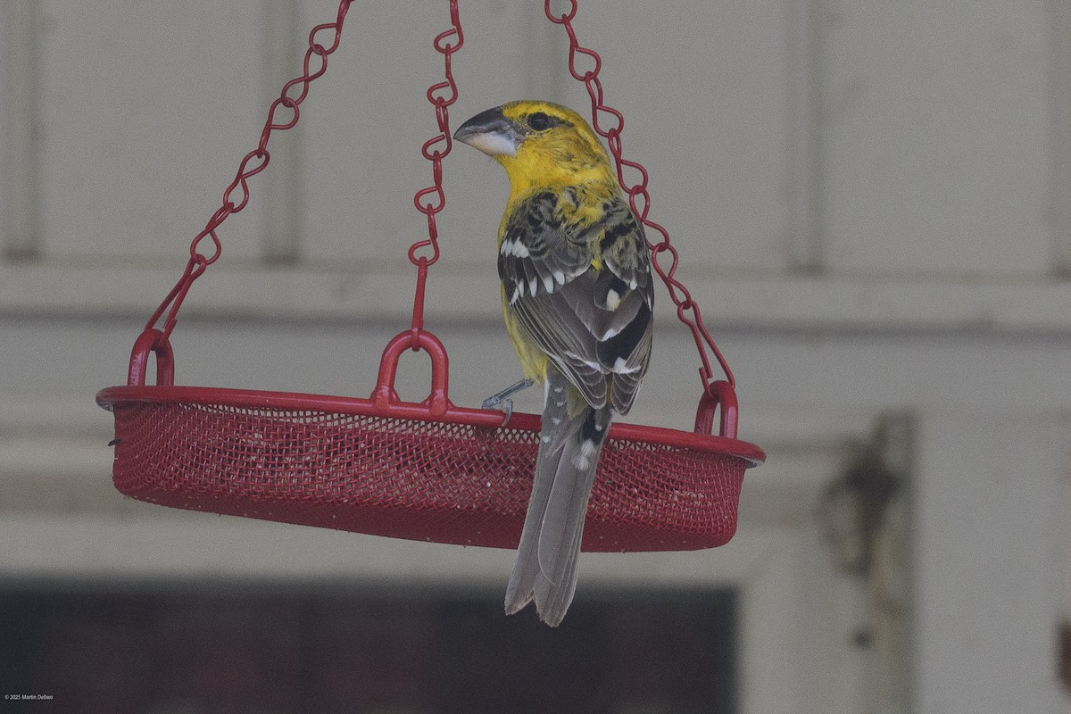 Kuzeyli Sarı Kocabaş - ML646223259