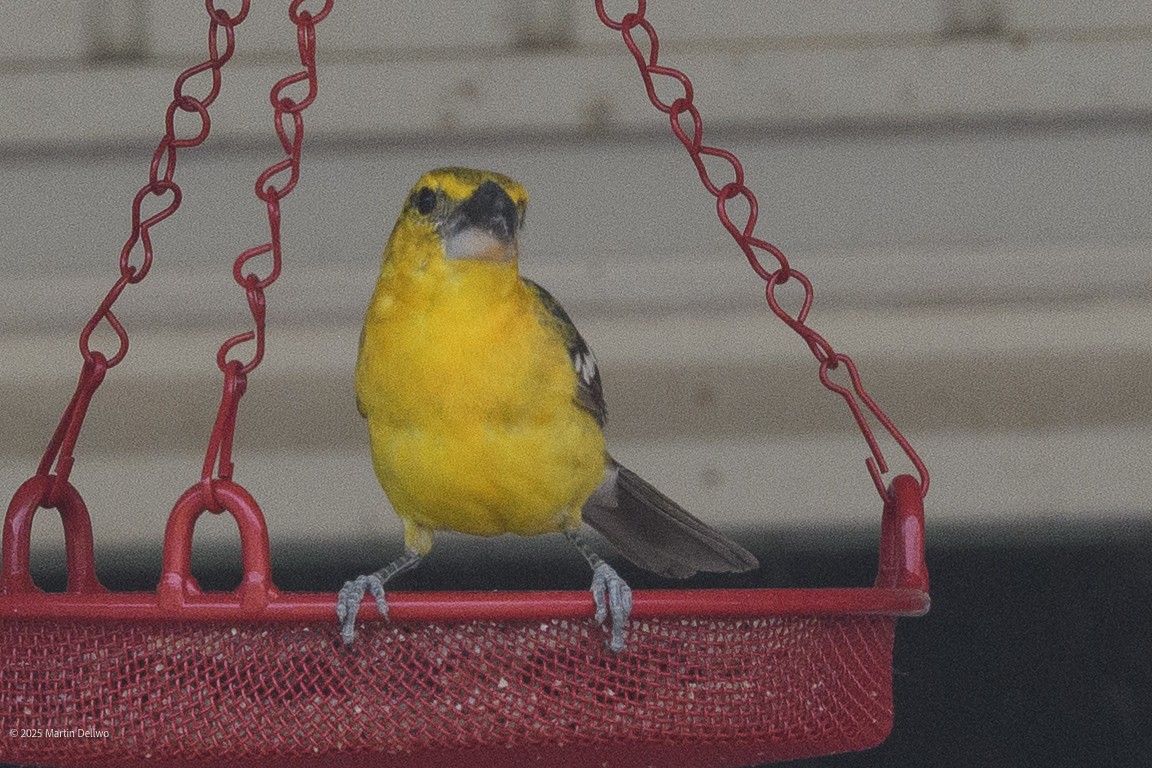 Kuzeyli Sarı Kocabaş - ML646223260