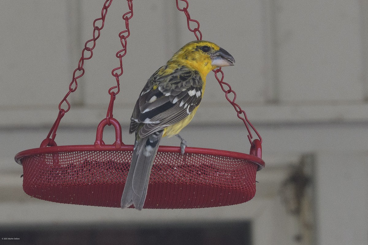 Kuzeyli Sarı Kocabaş - ML646223261