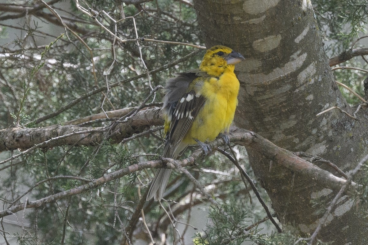 Kuzeyli Sarı Kocabaş - ML646223262