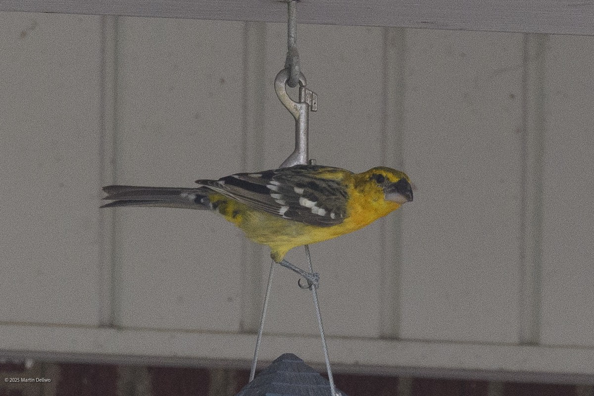 Kuzeyli Sarı Kocabaş - ML646223263