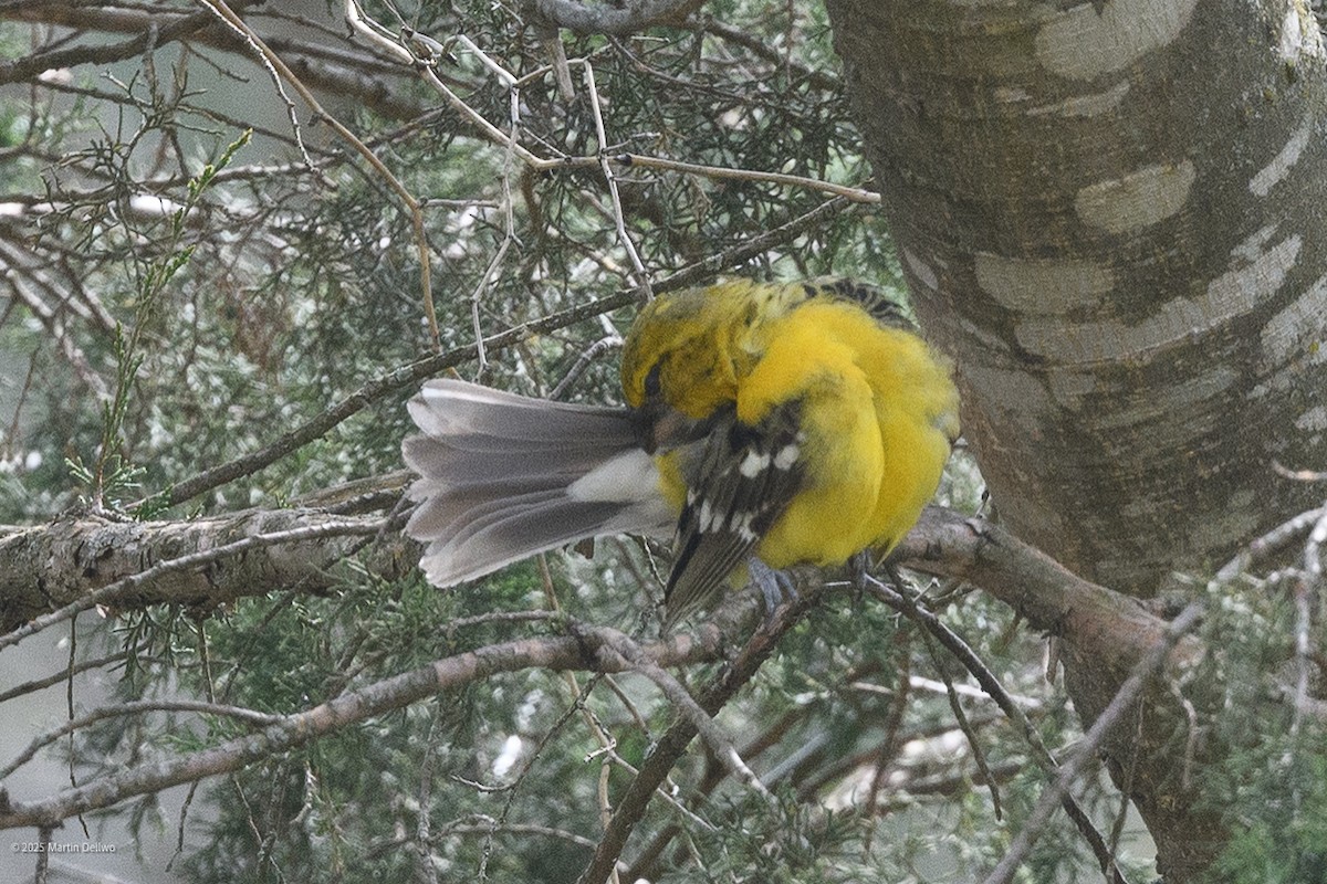 Kuzeyli Sarı Kocabaş - ML646223264