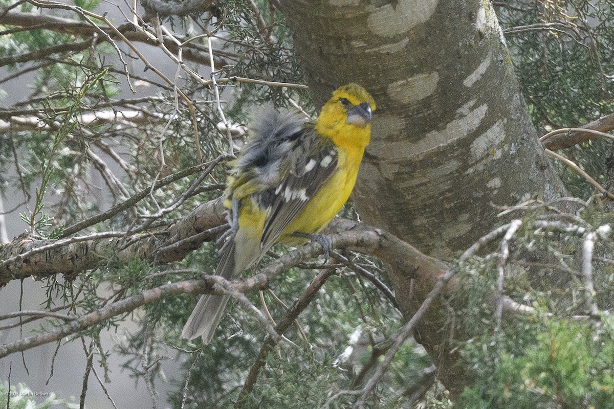 Kuzeyli Sarı Kocabaş - ML646223265