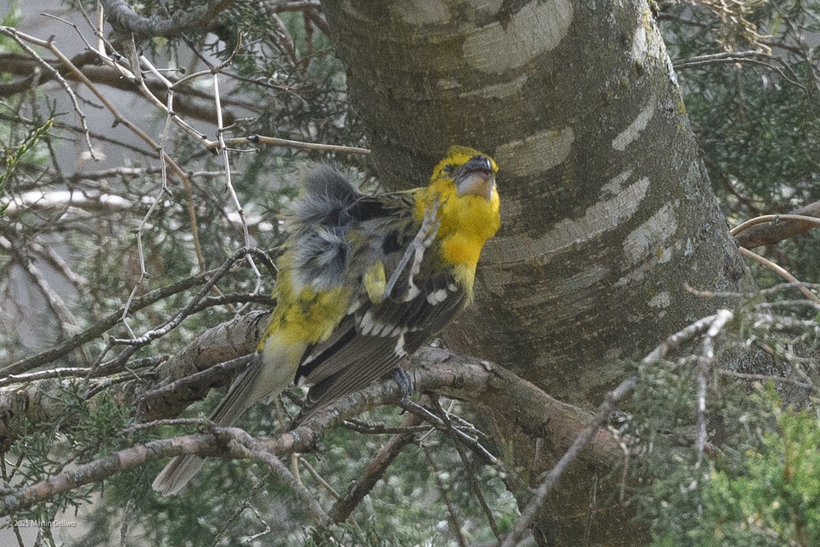 Kuzeyli Sarı Kocabaş - ML646223266