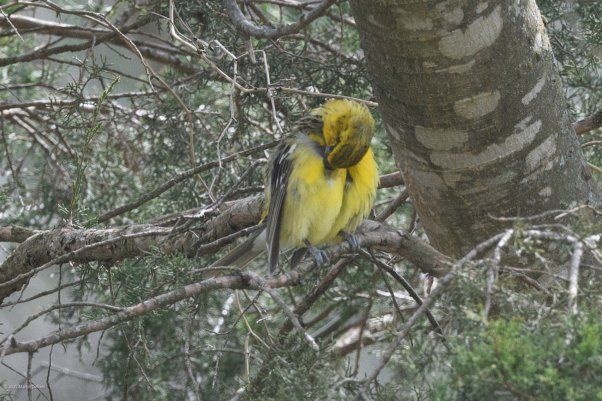 Kuzeyli Sarı Kocabaş - ML646223267