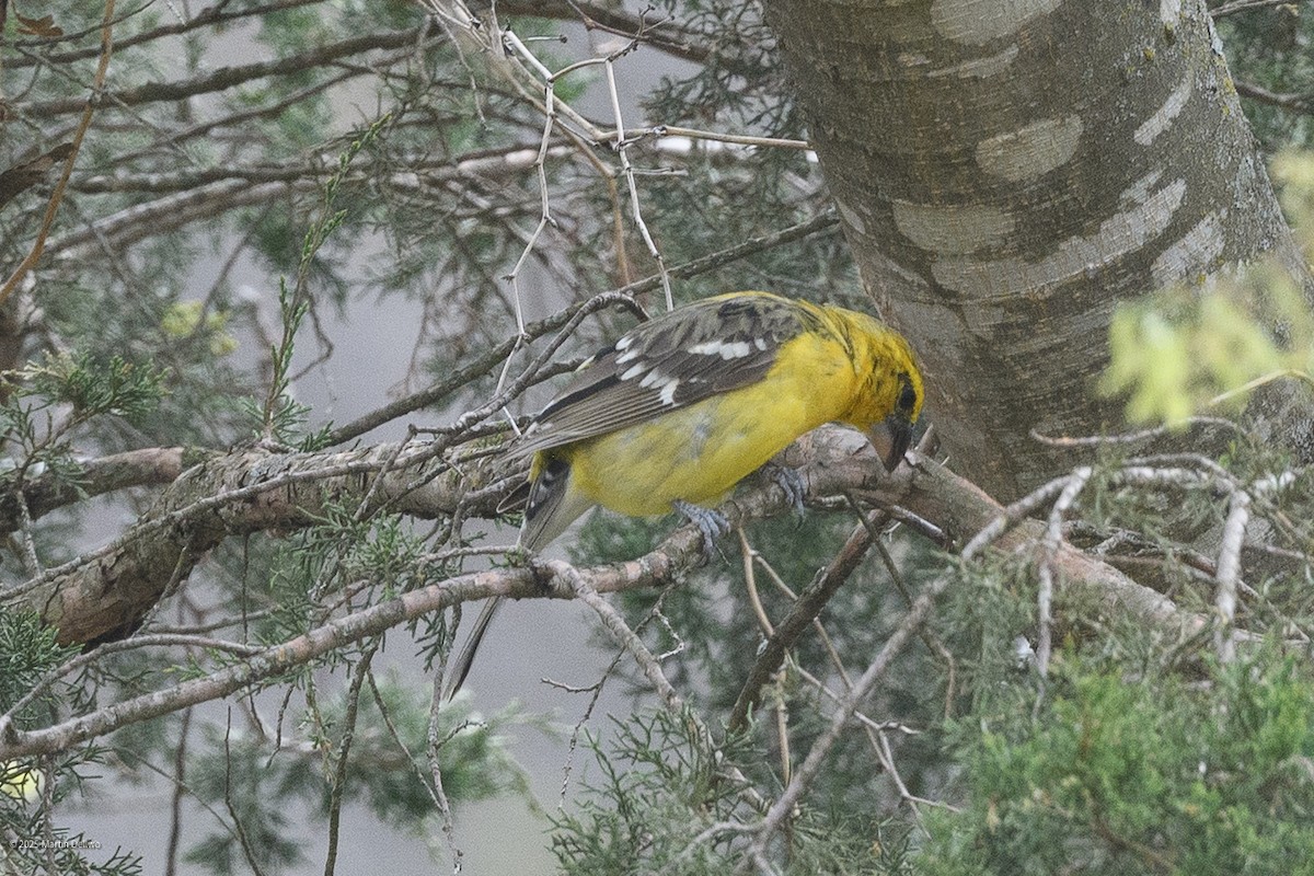 Kuzeyli Sarı Kocabaş - ML646223268