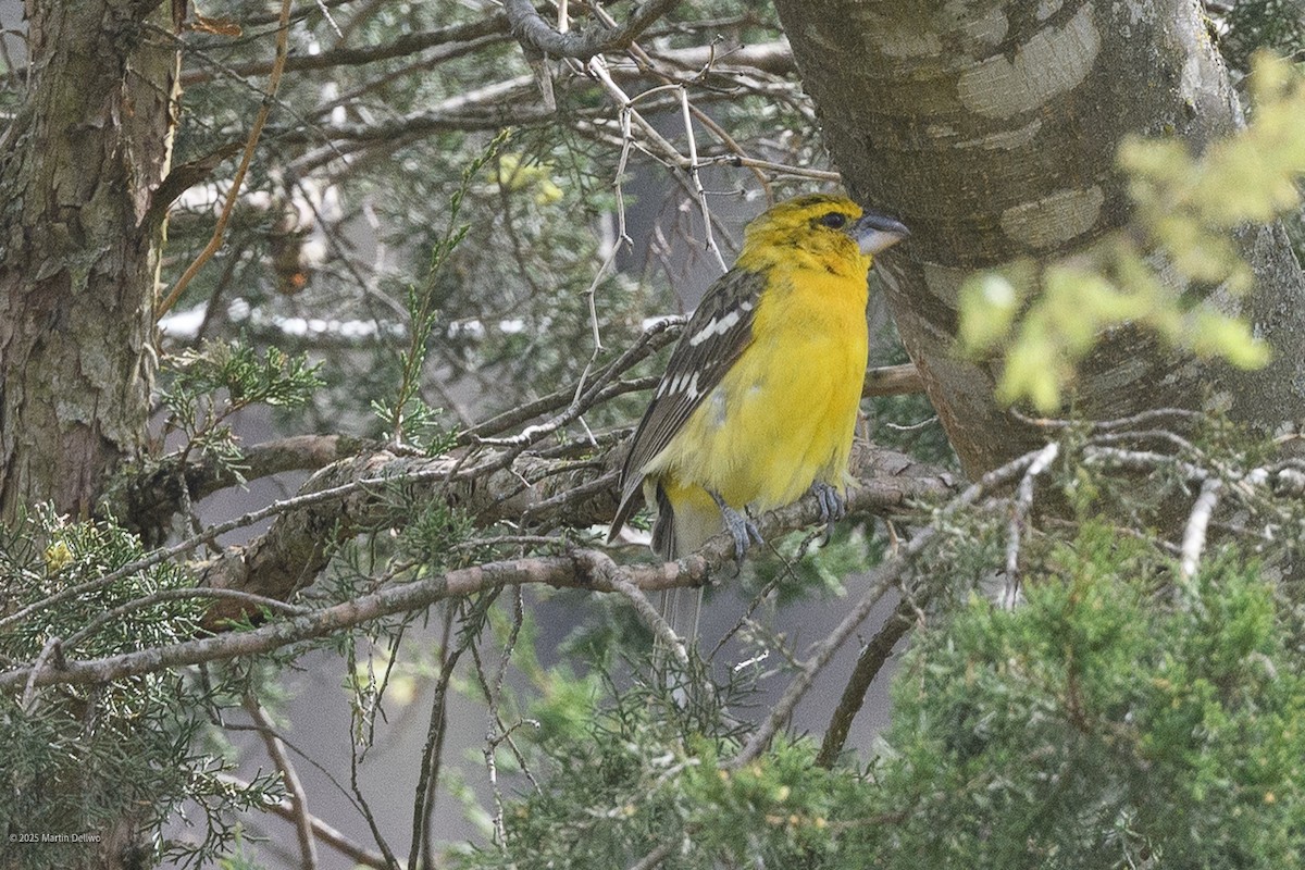 Kuzeyli Sarı Kocabaş - ML646223269