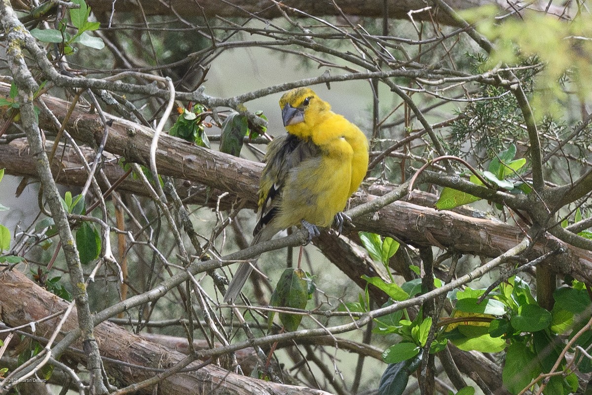 Kuzeyli Sarı Kocabaş - ML646223270