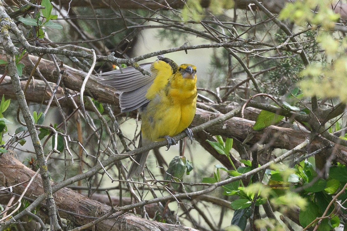 Kuzeyli Sarı Kocabaş - ML646223271