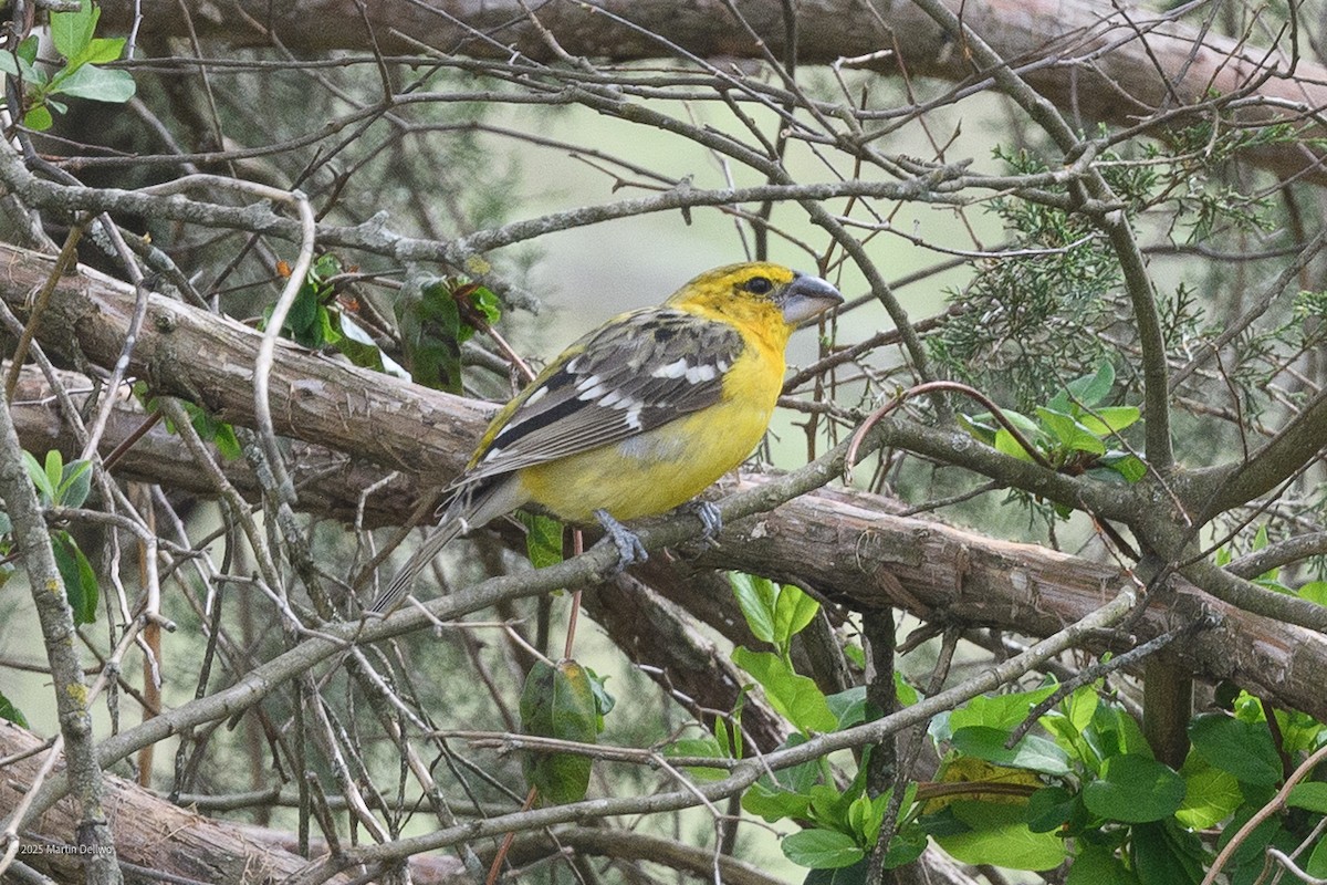 Kuzeyli Sarı Kocabaş - ML646223272