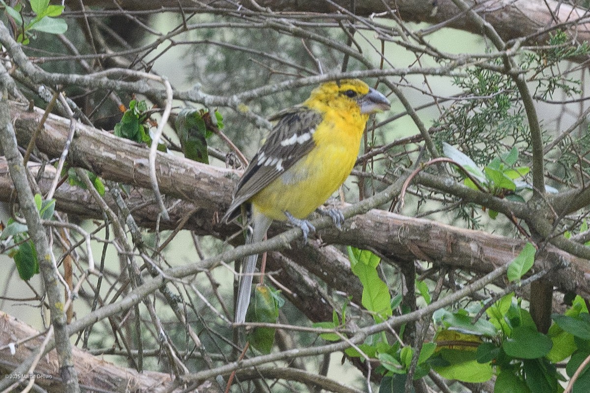 Kuzeyli Sarı Kocabaş - ML646223273