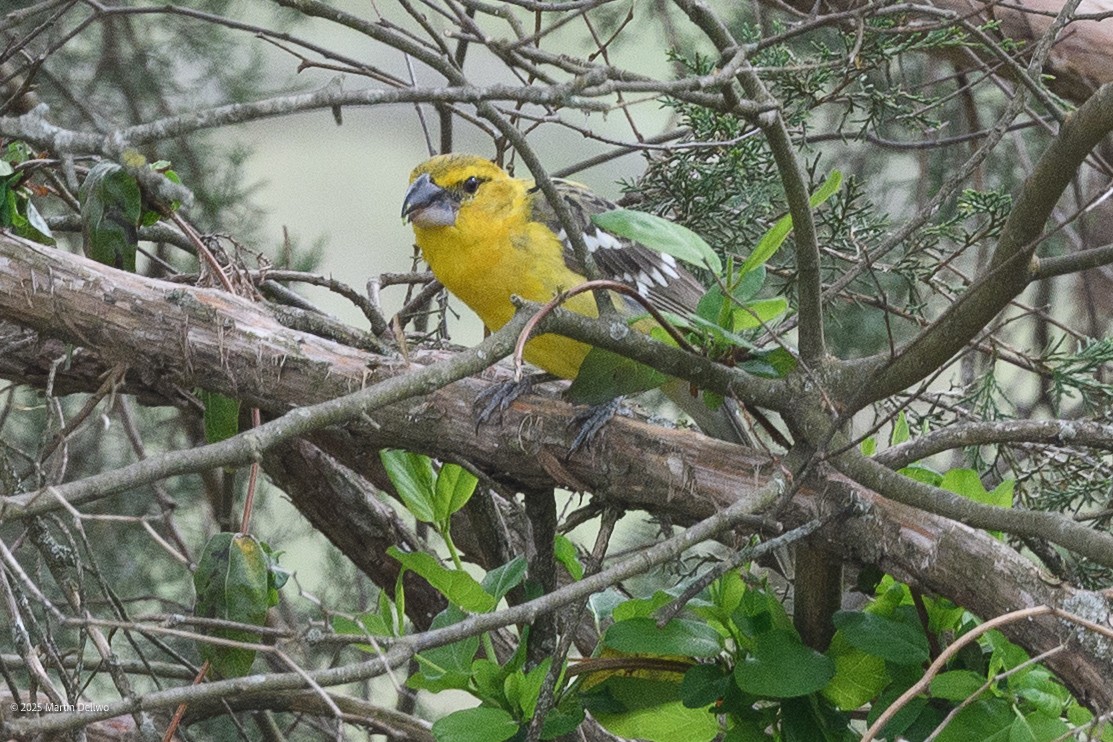 Kuzeyli Sarı Kocabaş - ML646223274