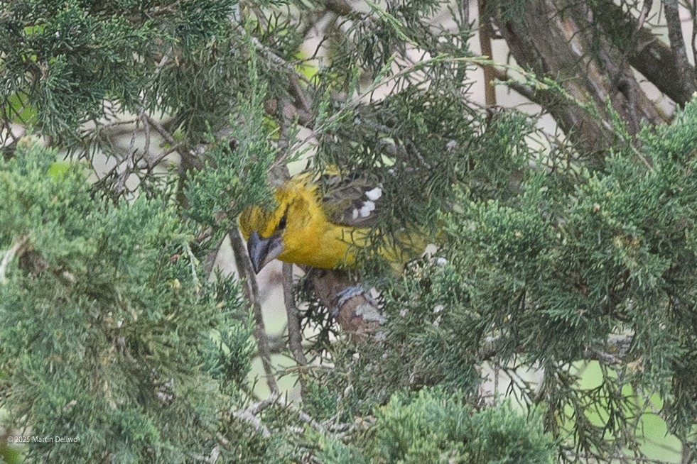 Kuzeyli Sarı Kocabaş - ML646223275