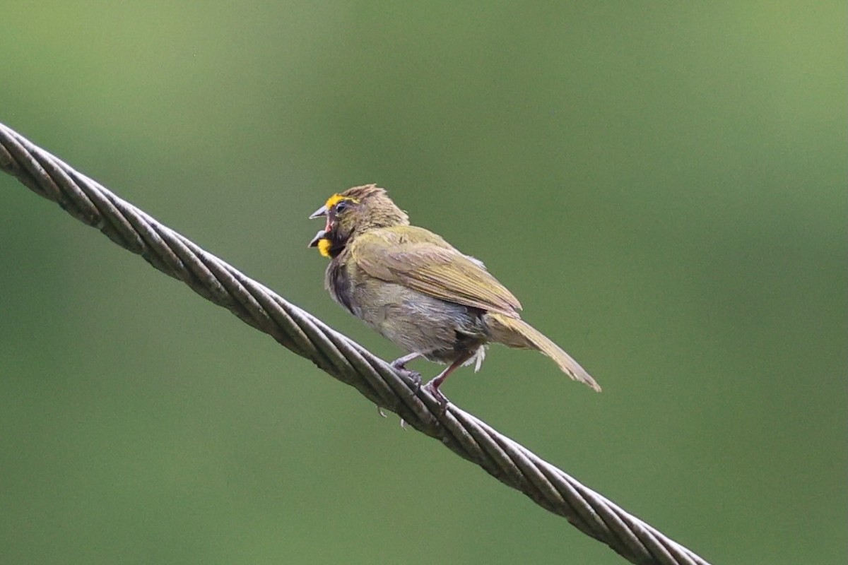 Sarı Yüzlü Tohumcul - ML646223280